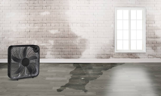 Professional Water damage restoration in Dover, FL